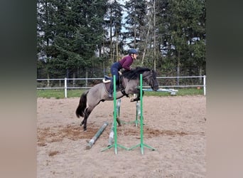 Konik, Wallach, 3 Jahre, 142 cm, Falbe