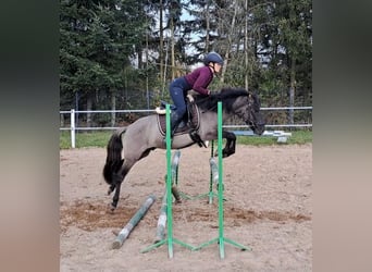 Konik, Wallach, 3 Jahre, 142 cm, Falbe