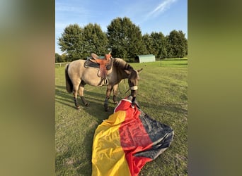Konik, Ruin, 4 Jaar, 138 cm, Falbe