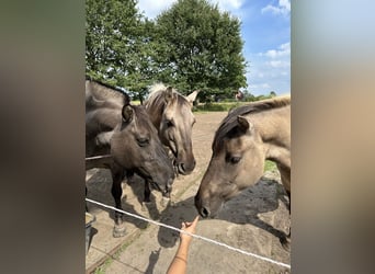 Konik, Ruin, 4 Jaar, 138 cm, Falbe