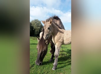 Konik, Ruin, 4 Jaar, 138 cm, Falbe