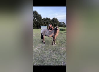 Konik, Ruin, 4 Jaar, 138 cm, Falbe