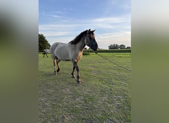 Konik, Ruin, 4 Jaar, 138 cm, Falbe