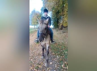 Konik, Ruin, 4 Jaar, 140 cm, Falbe