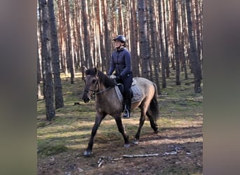 Konik, Ruin, 4 Jaar, 141 cm, Falbe