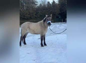 Konik, Ruin, 4 Jaar, 142 cm, Falbe