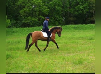 Konik, Ruin, 4 Jaar, 142 cm, Falbe