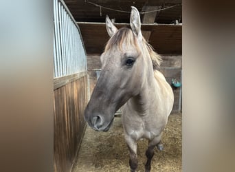 Konik, Ruin, 5 Jaar, 136 cm, Falbe