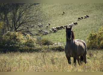 Konik, Ruin, 5 Jaar, 142 cm, Falbe