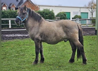 Konik, Ruin, 6 Jaar, 135 cm, Falbe