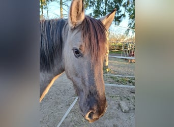 Konik, Ruin, 6 Jaar, 137 cm