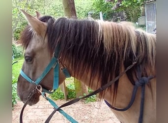 Konik, Ruin, 7 Jaar, 140 cm, Grullo