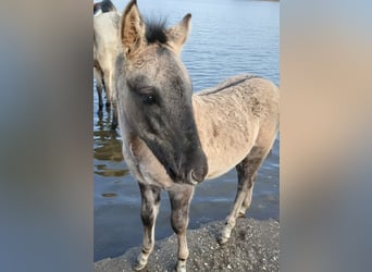 Konik Mix, Stallion, 1 year, 12,1 hh, Dun