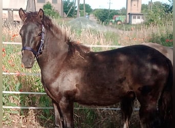 Konik, Stallion, 1 year, 13,2 hh, Buckskin