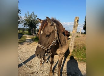 Konik, Stallion, 2 years, 13,1 hh, Grullo