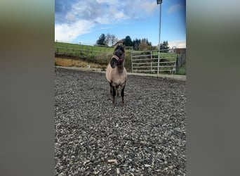 Konik, Stallion, 6 years, 13 hh, Dun