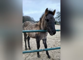 Konik Mix, Stallone, 1 Anno, 125 cm, Falbo
