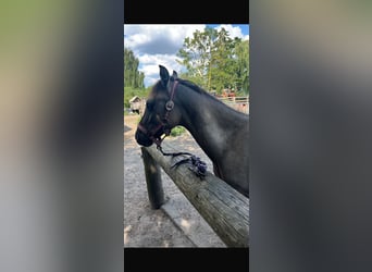 Konik Mix, Stallone, 2 Anni, 120 cm, Falbo