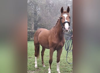 Konik, Stallone, 4 Anni, 167 cm