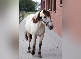 Konik, Stallone, 5 Anni, 138 cm
