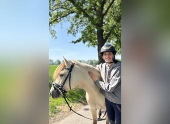 Konik, Stallone, 5 Anni, 138 cm