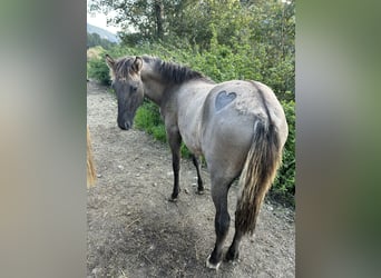 Konik Mix, Stallone, Puledri (03/2025), 140 cm, Falbo