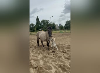 Konik, Sto, 15 år, 145 cm