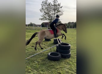 Konik Blandning, Sto, 3 år, 145 cm, Black