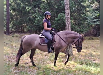 Konik, Stute, 10 Jahre, 147 cm, Falbe
