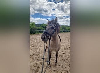 Konik, Stute, 11 Jahre, 130 cm