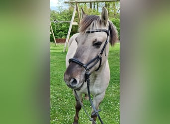 Konik Mix, Stute, 11 Jahre, 135 cm, Falbe