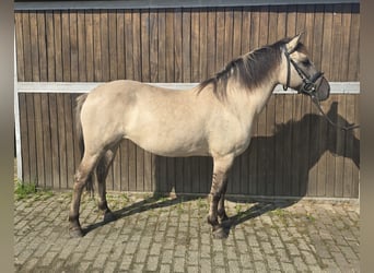 Konik, Stute, 11 Jahre, 135 cm, Falbe