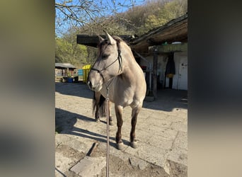 Konik, Stute, 11 Jahre, 140 cm, Falbe