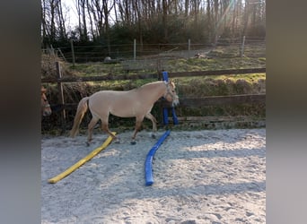 Konik, Stute, 11 Jahre, 142 cm, Champagne