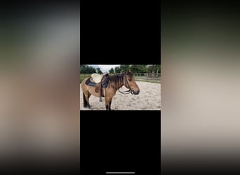 Konik, Stute, 11 Jahre, 145 cm, Falbe