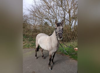Konik, Stute, 11 Jahre, 145 cm