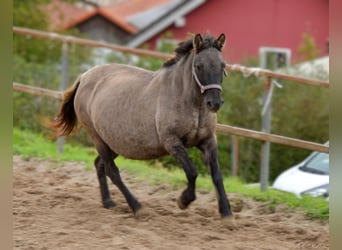 Konik, Stute, 12 Jahre, 137 cm, Grullo