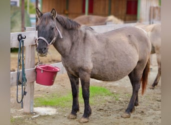 Konik, Stute, 12 Jahre, 137 cm, Grullo