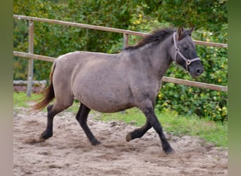 Konik, Stute, 12 Jahre, 137 cm, Grullo