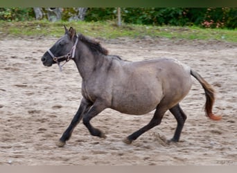 Konik, Stute, 12 Jahre, 137 cm, Grullo