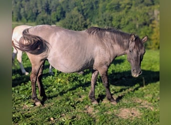 Konik, Stute, 12 Jahre, 137 cm, Grullo