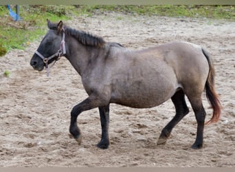 Konik, Stute, 12 Jahre, 137 cm, Grullo
