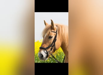 Konik Mix, Stute, 12 Jahre, 148 cm, Fuchs