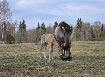 Konik, Stute, 12 Jahre, 150 cm, Schimmel