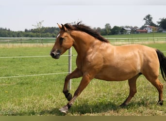 Konik, Stute, 15 Jahre, 151 cm, Buckskin
