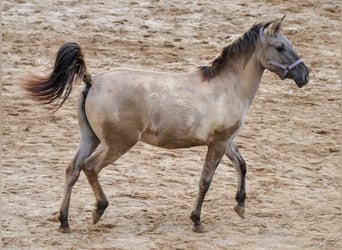 Konik, Stute, 1 Jahr, 130 cm, Falbe