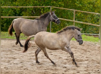 Konik, Stute, 1 Jahr, 130 cm, Falbe
