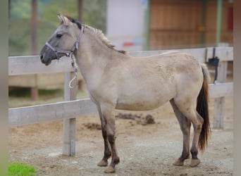 Konik, Stute, 1 Jahr, 130 cm, Falbe