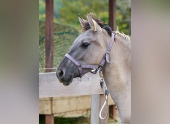 Konik, Stute, 1 Jahr, 130 cm, Falbe