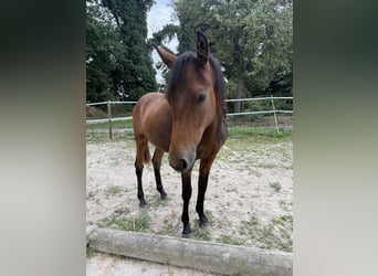 Konik Mix, Stute, 1 Jahr, 142 cm, Schwarzbrauner
